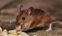 24 Hour & Emergency Exterminators in Baker, IL